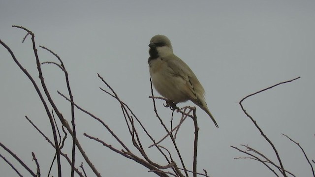 Desert Sparrow - ML215020411