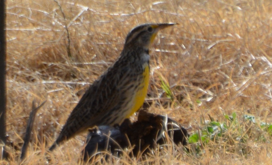 Chihuahuan Meadowlark - Chris Rohrer