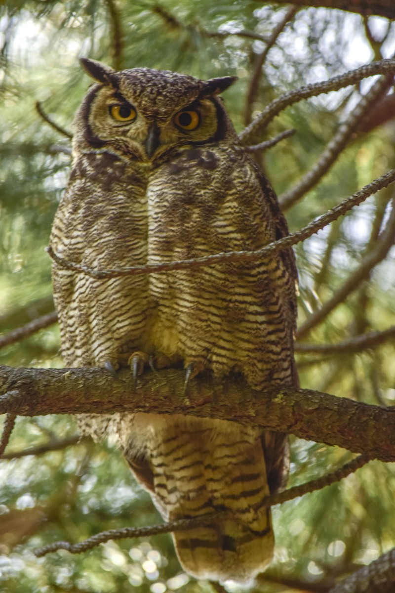 Lesser Horned Owl - ML215023901