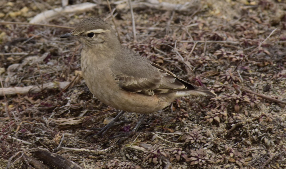 Rufous-banded Miner - ML215024021
