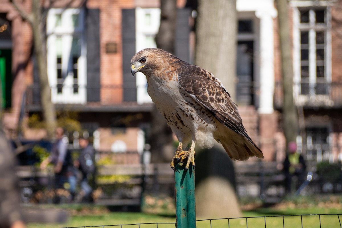 Red-tailed Hawk