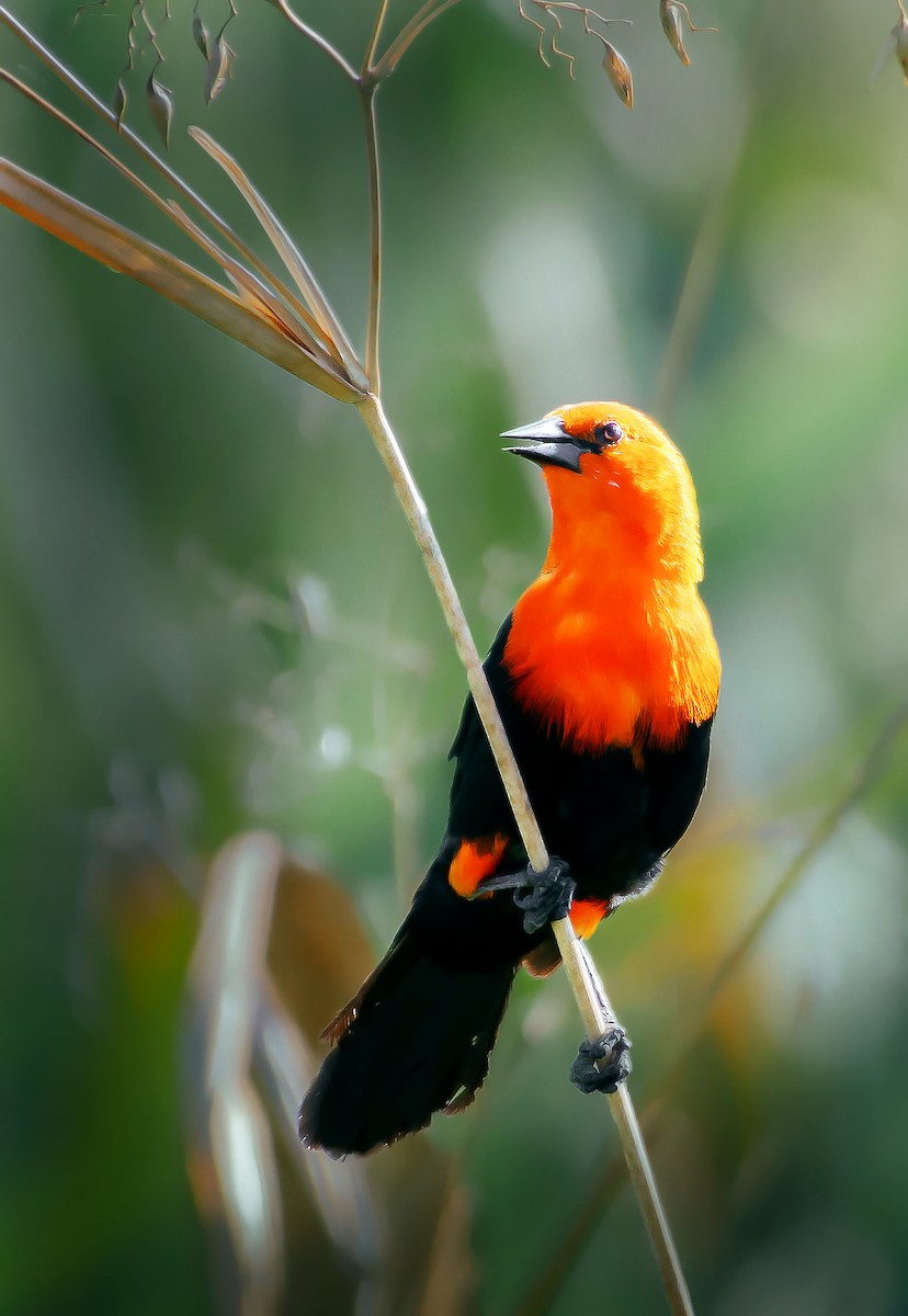 Scarlet-headed Blackbird - ML215025361