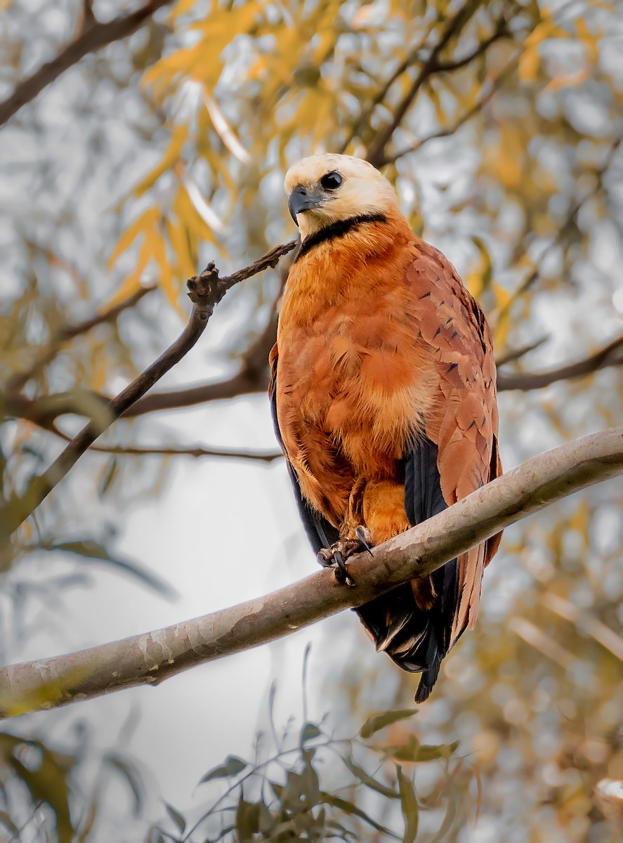 Black-collared Hawk - ML215025581