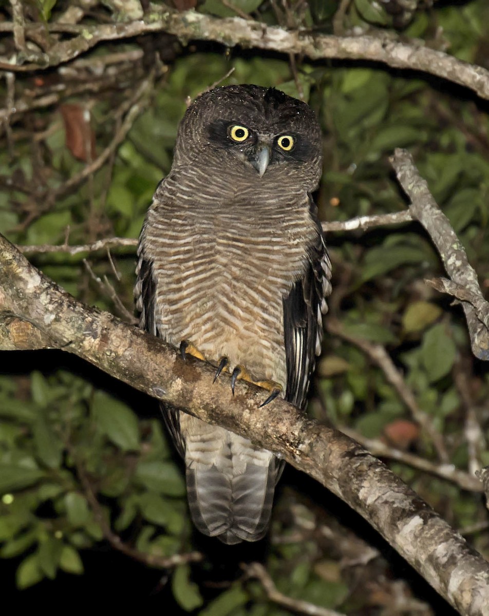 Rufous Owl - Daniel López-Velasco | Ornis Birding Expeditions