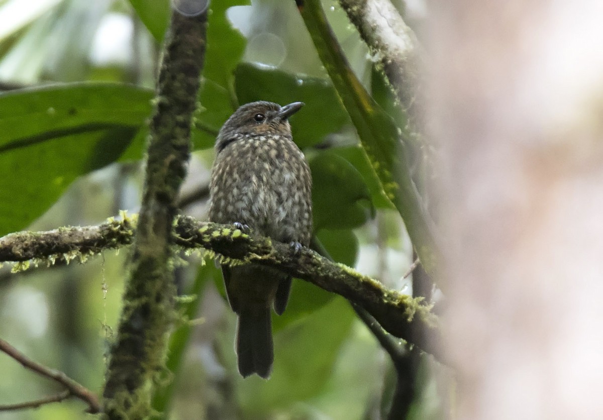 Mottled Berryhunter - Daniel López-Velasco | Ornis Birding Expeditions