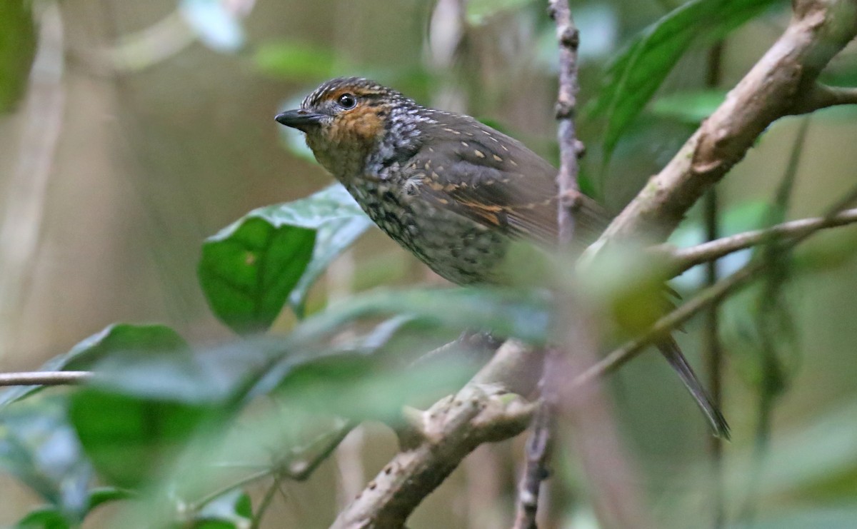 Mottled Berryhunter - ML215027281