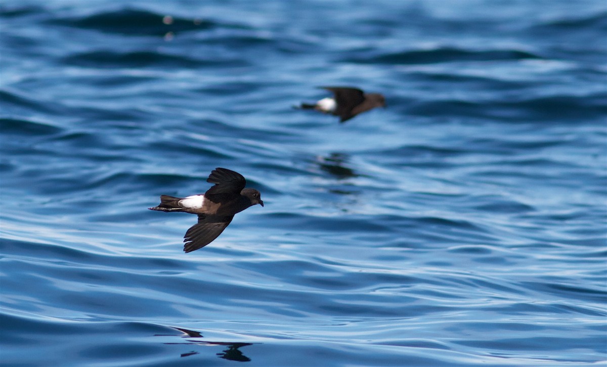 Wilson's Storm-Petrel - ML215027511