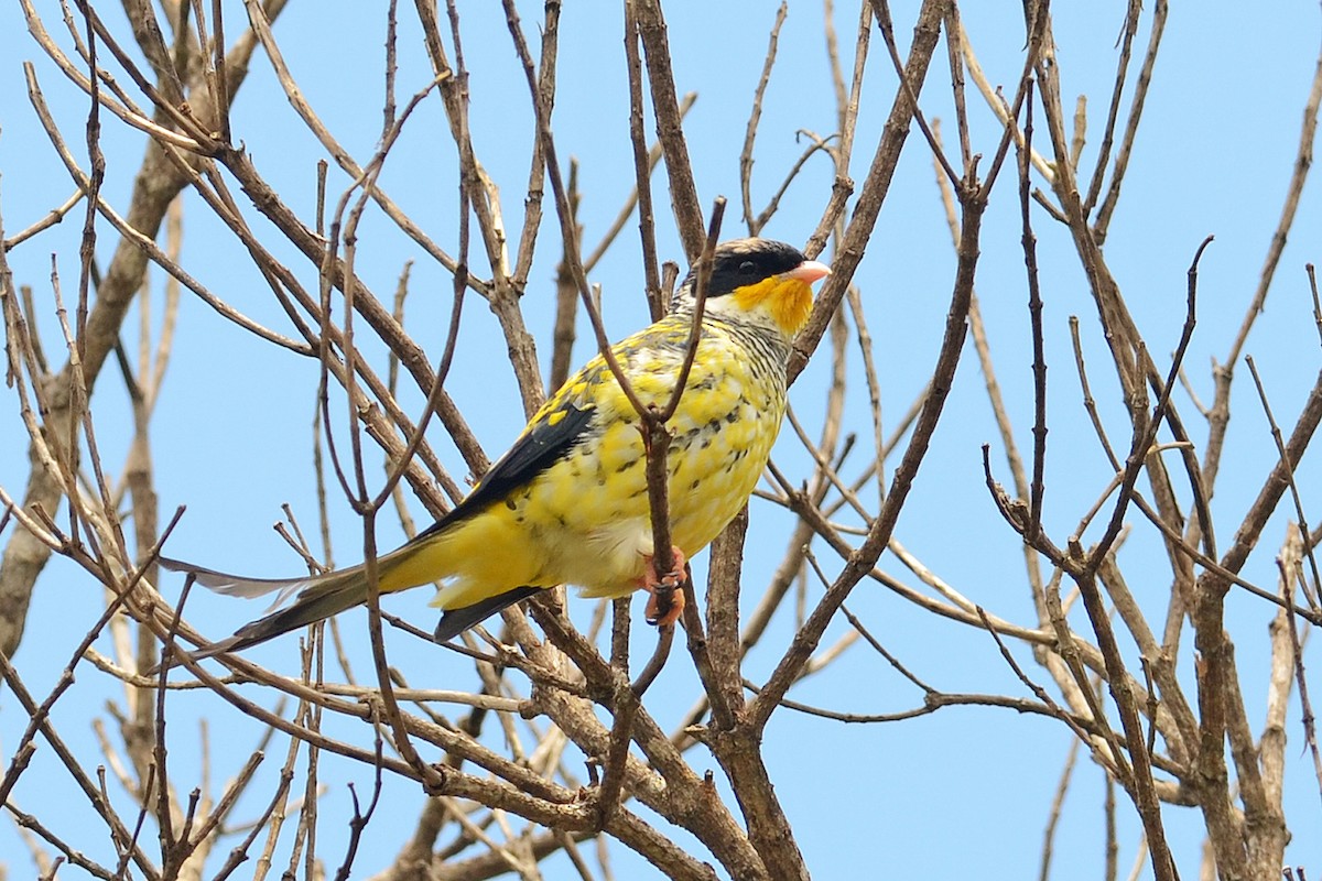 Swallow-tailed Cotinga - ML215027941