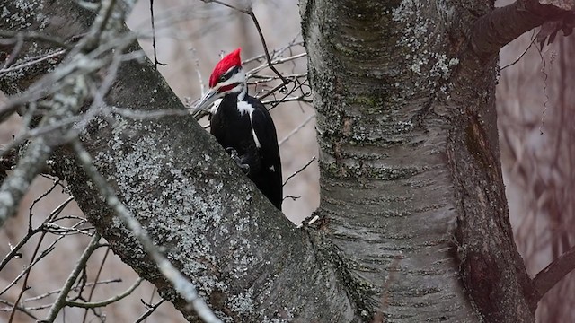 Pileated Woodpecker - ML215028021