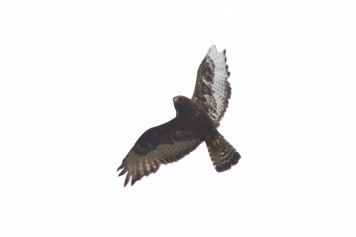 Rough-legged Hawk - ML215028161