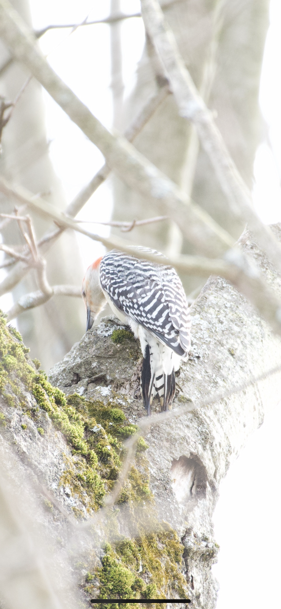 Red-bellied Woodpecker - ML215028531