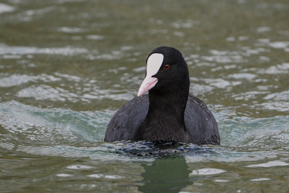 Eurasian Coot - Maryse Neukomm