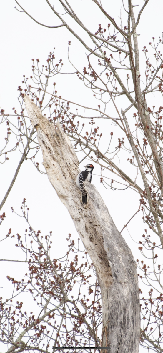 Hairy Woodpecker - ML215028591