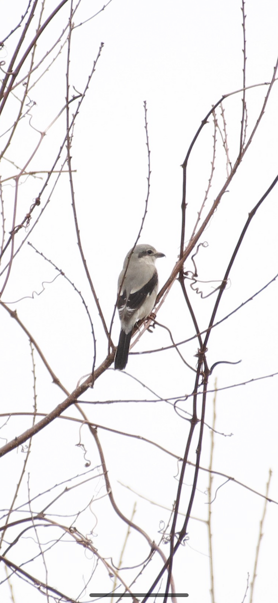 Northern Shrike - ML215028601