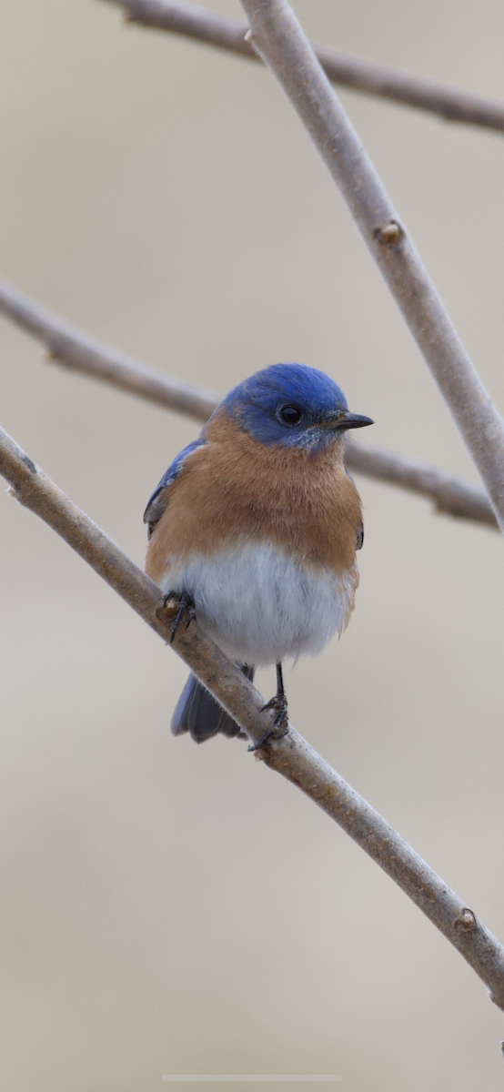 Eastern Bluebird - ML215028691