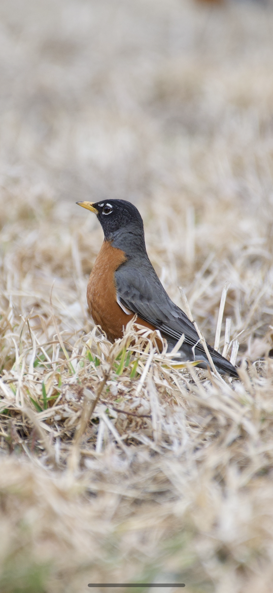 American Robin - ML215028741