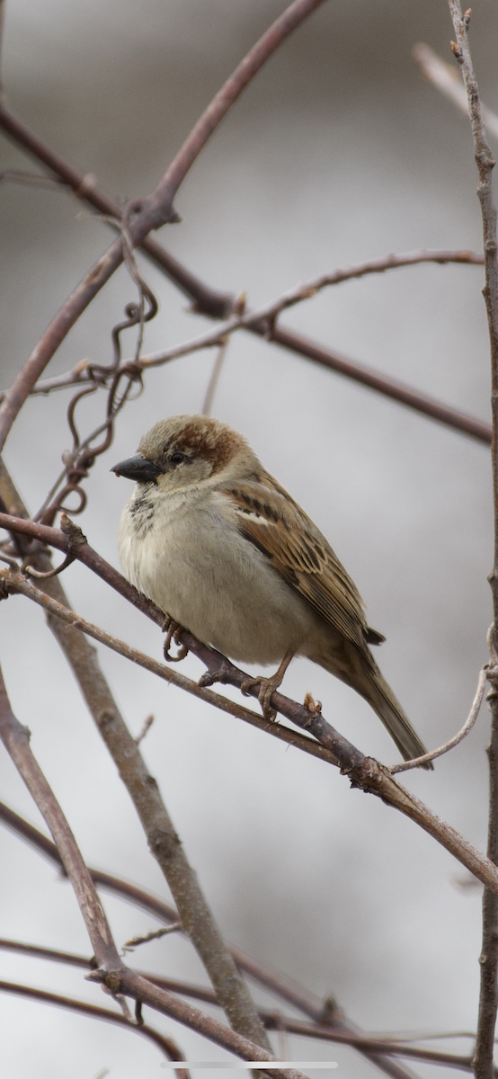 House Sparrow - ML215028751