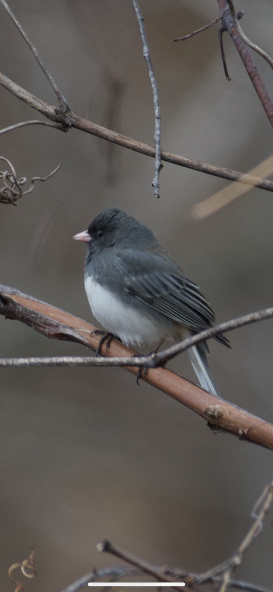 Dark-eyed Junco - ML215028771