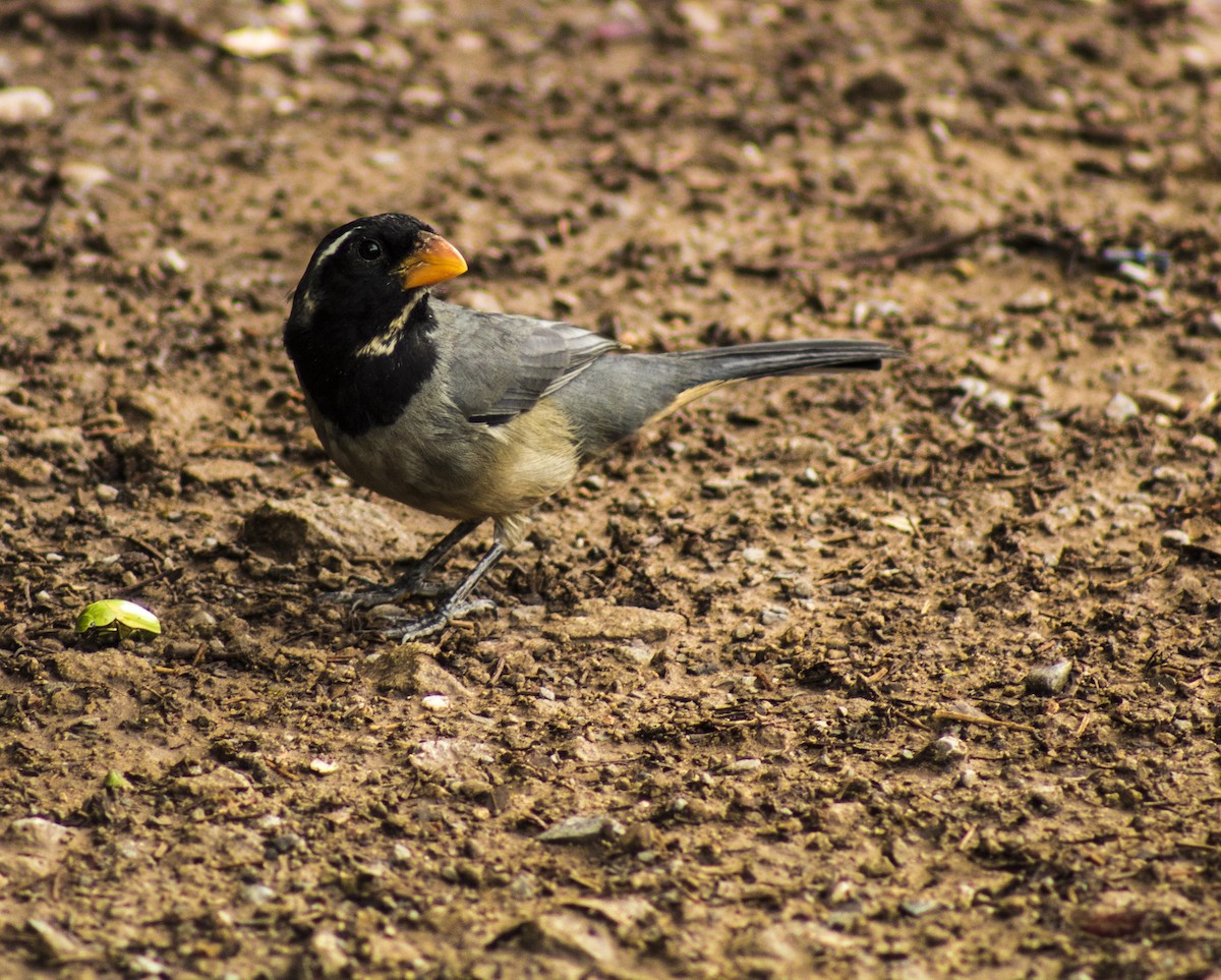 Golden-billed Saltator - ML215029131