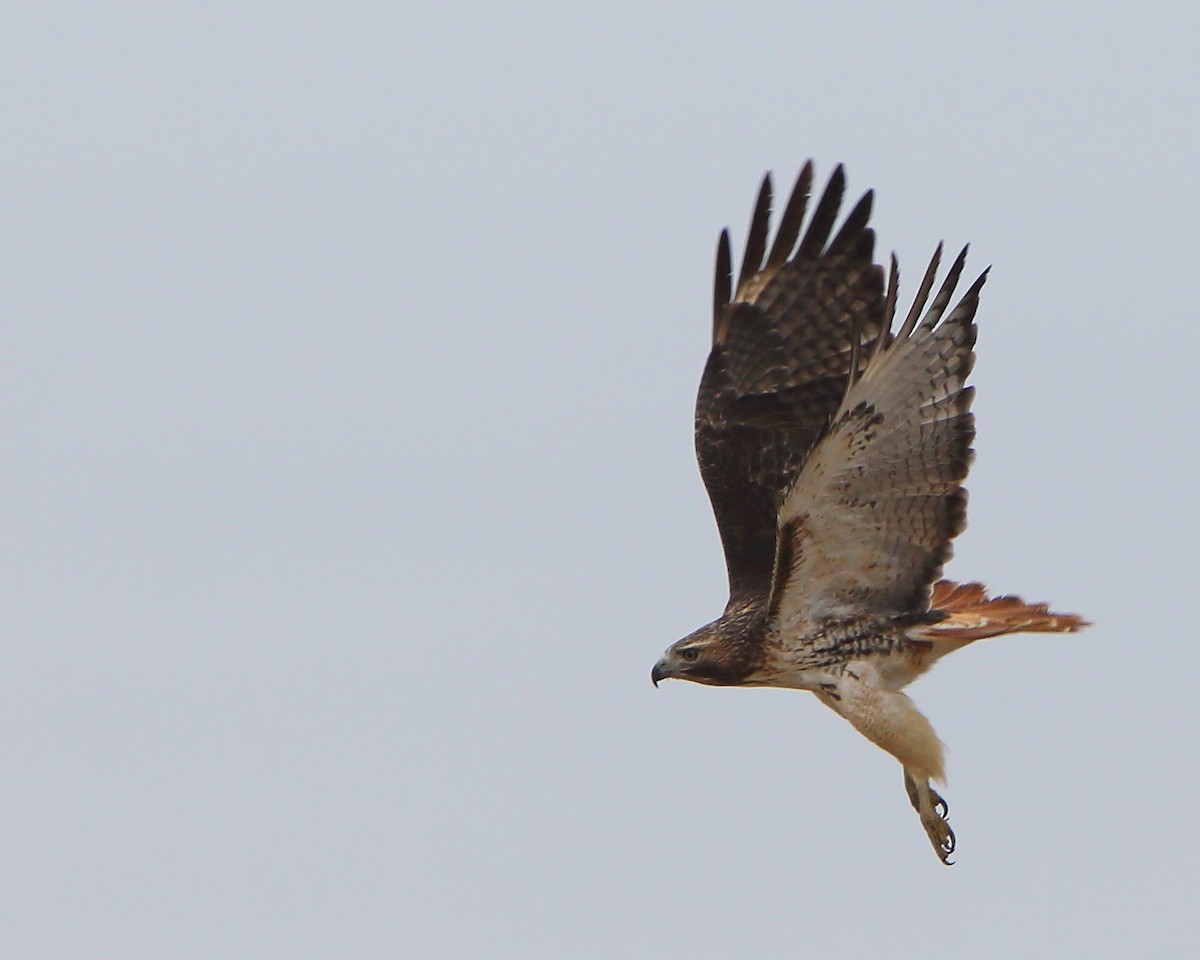 Rotschwanzbussard - ML215029781