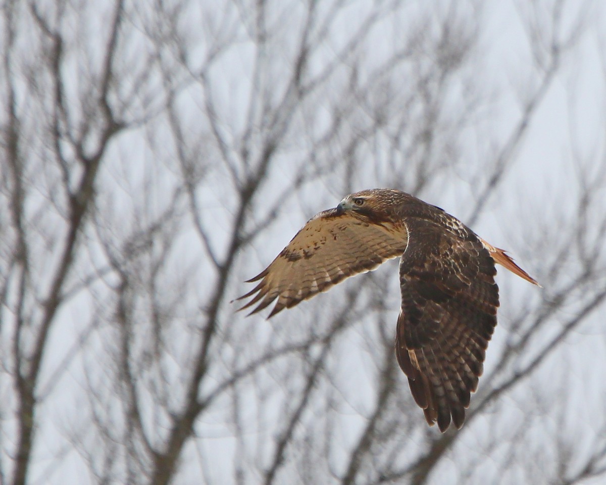 Rotschwanzbussard - ML215029791