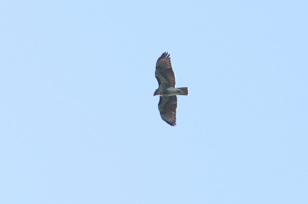 Red-tailed Hawk - ML21503031