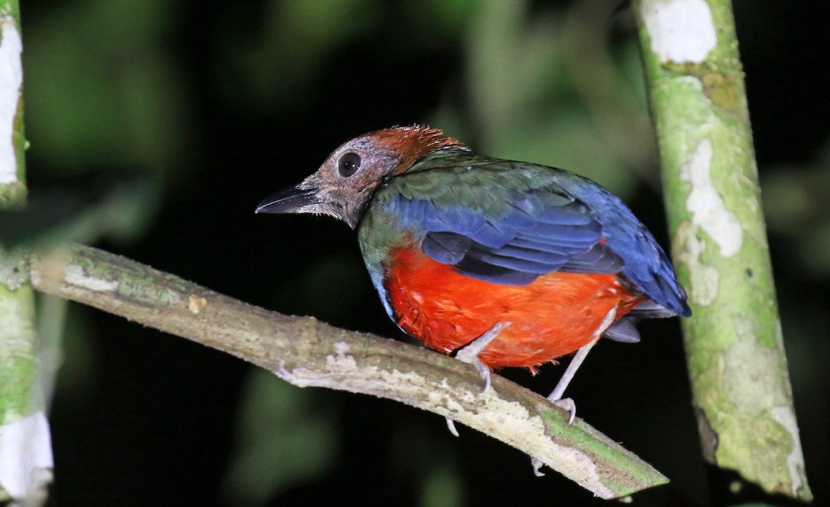 Papuan Pitta - ML215030691