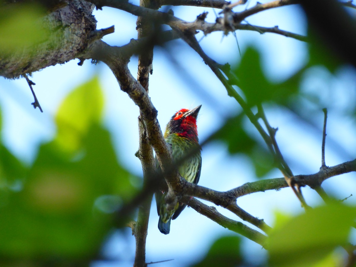 Coppersmith Barbet - Ross Carter