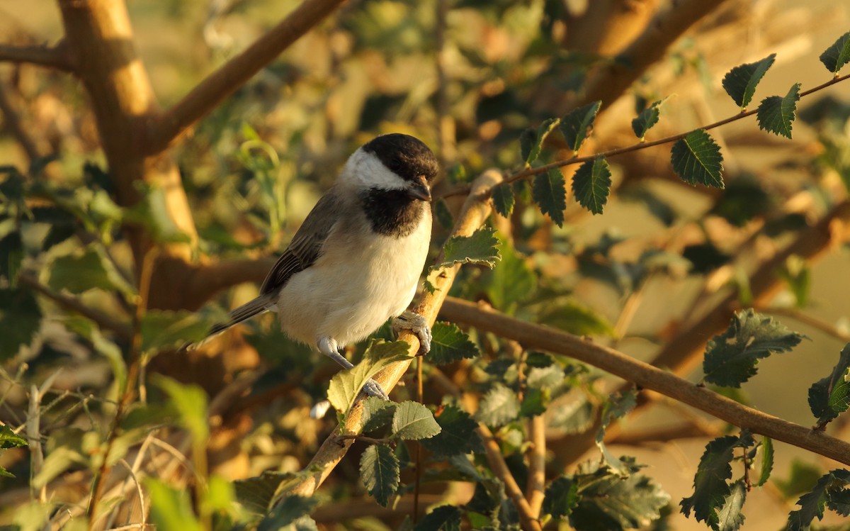 Mésange lugubre - ML215031751