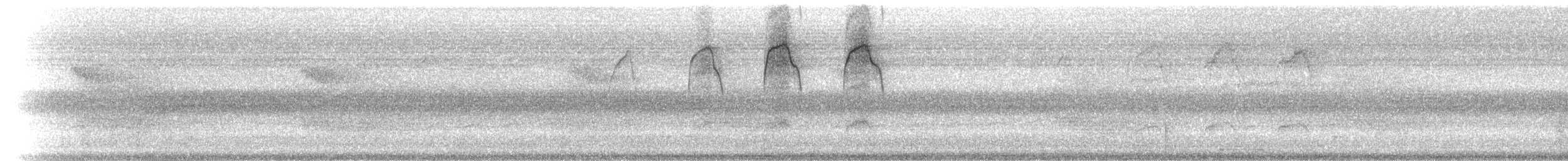 Barbu fuligineux - ML215032