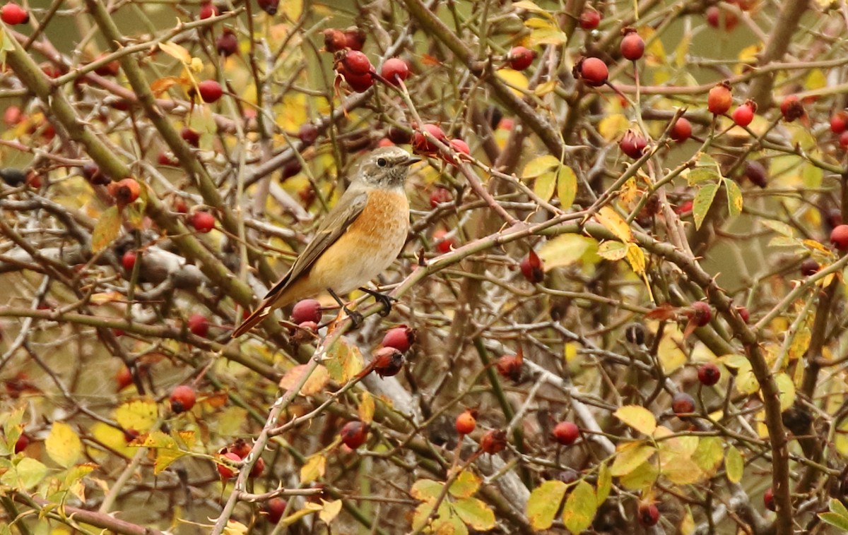 Common Redstart - ML215032521