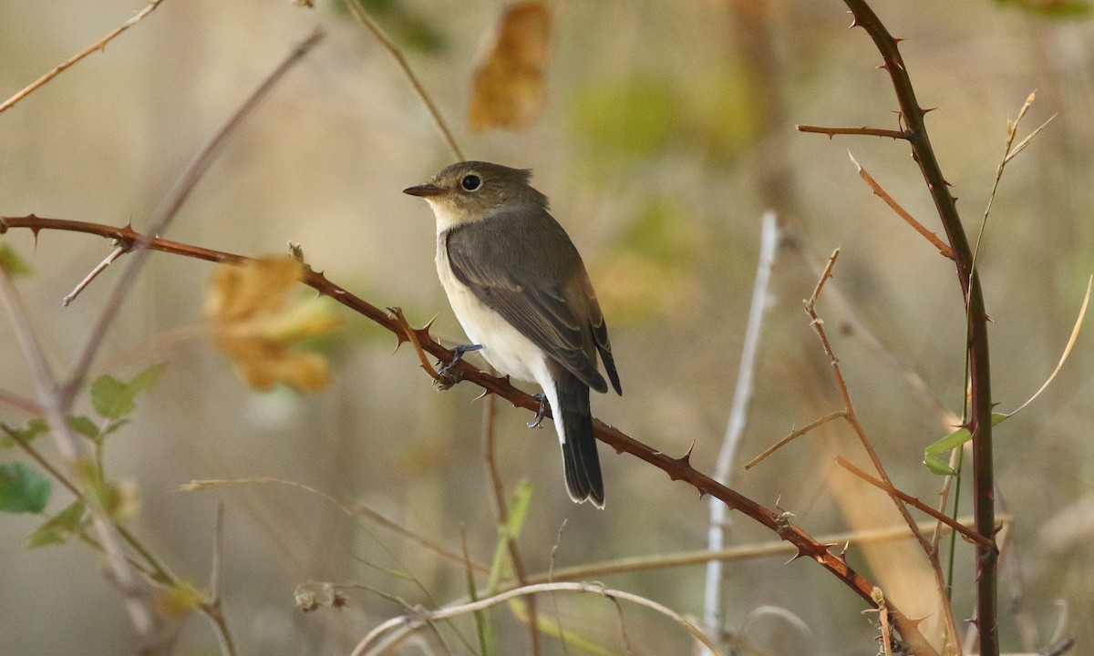 Red-breasted Flycatcher - ML215033321