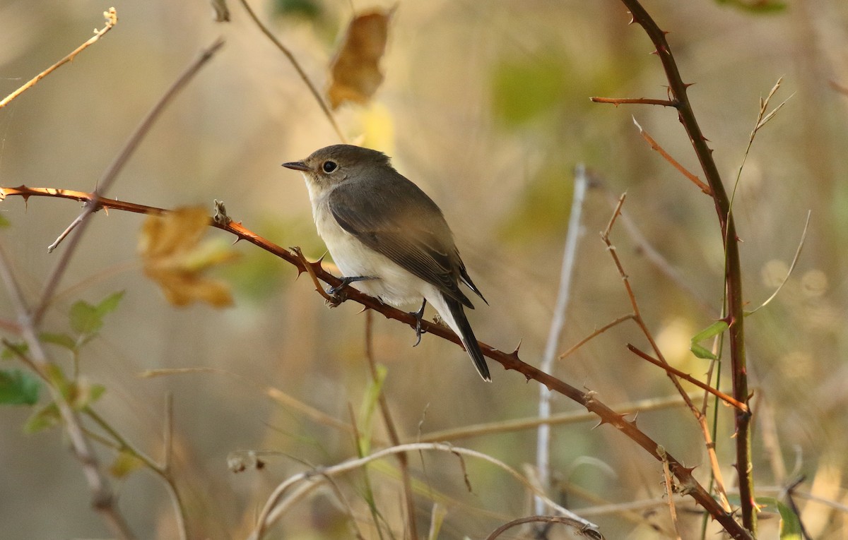 Red-breasted Flycatcher - ML215033331