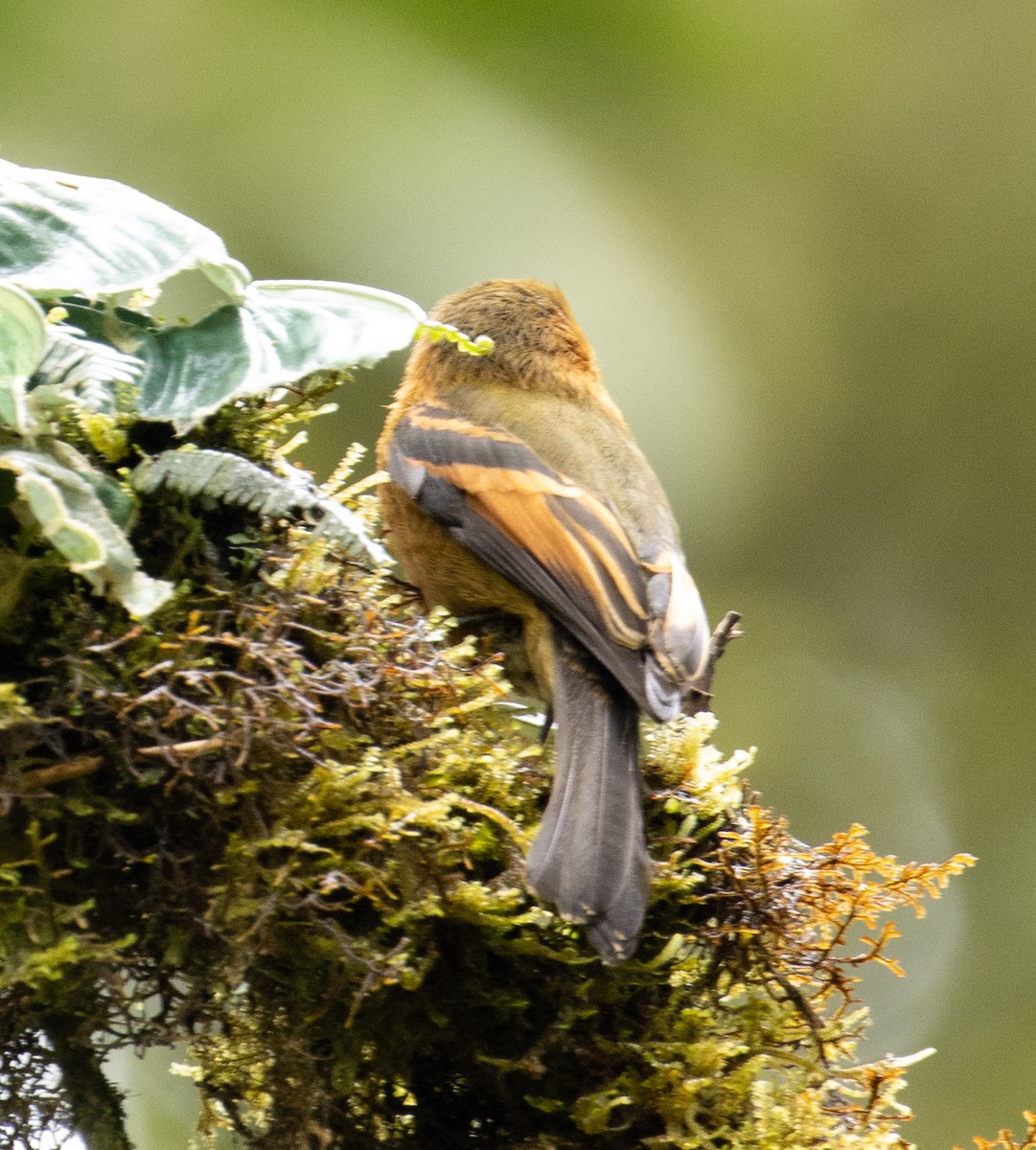 Cinnamon Flycatcher - Joe Aliperti