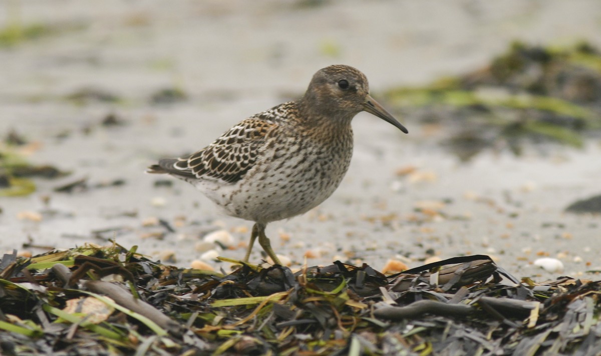 Rock Sandpiper (tschuktschorum) - ML21503371