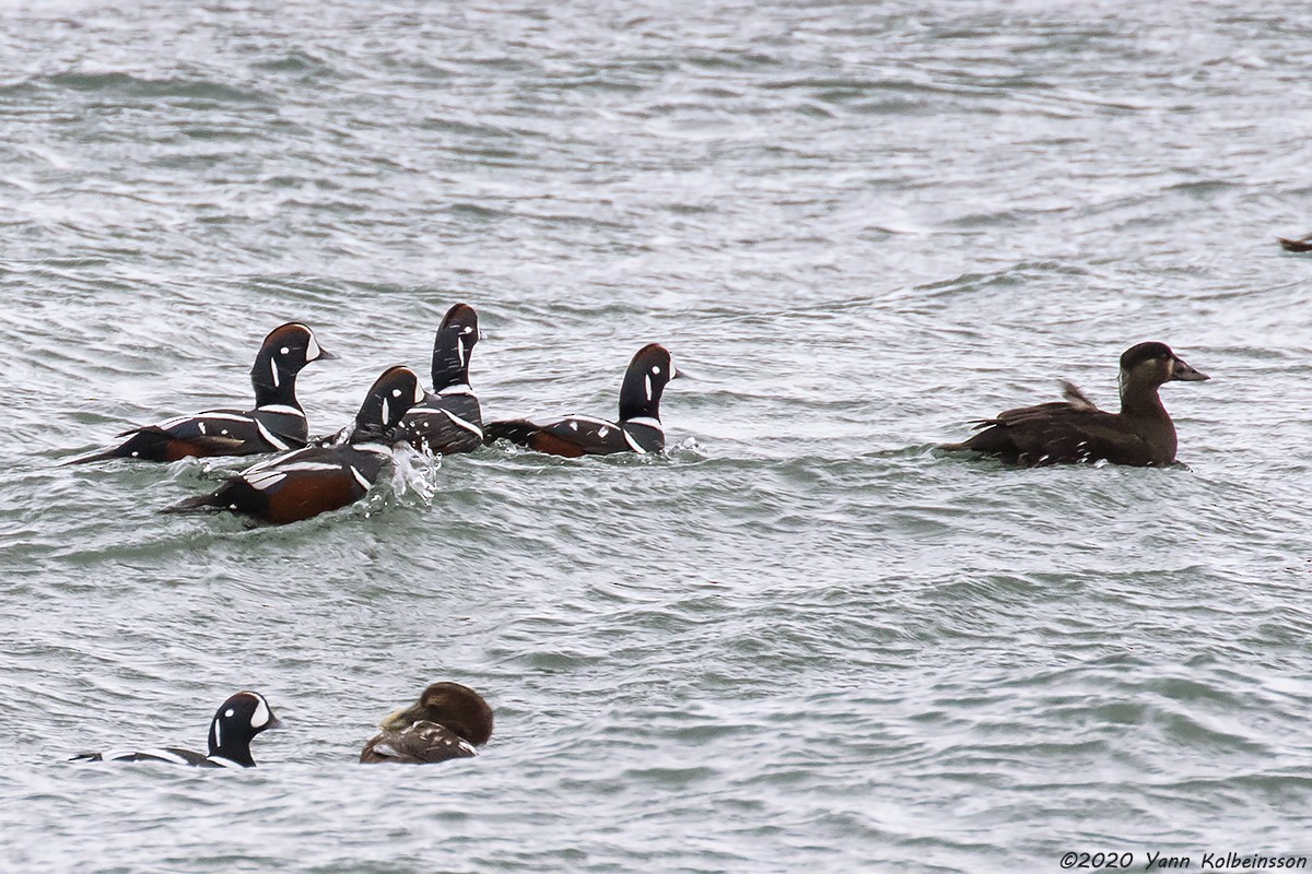 Surf Scoter - Yann Kolbeinsson