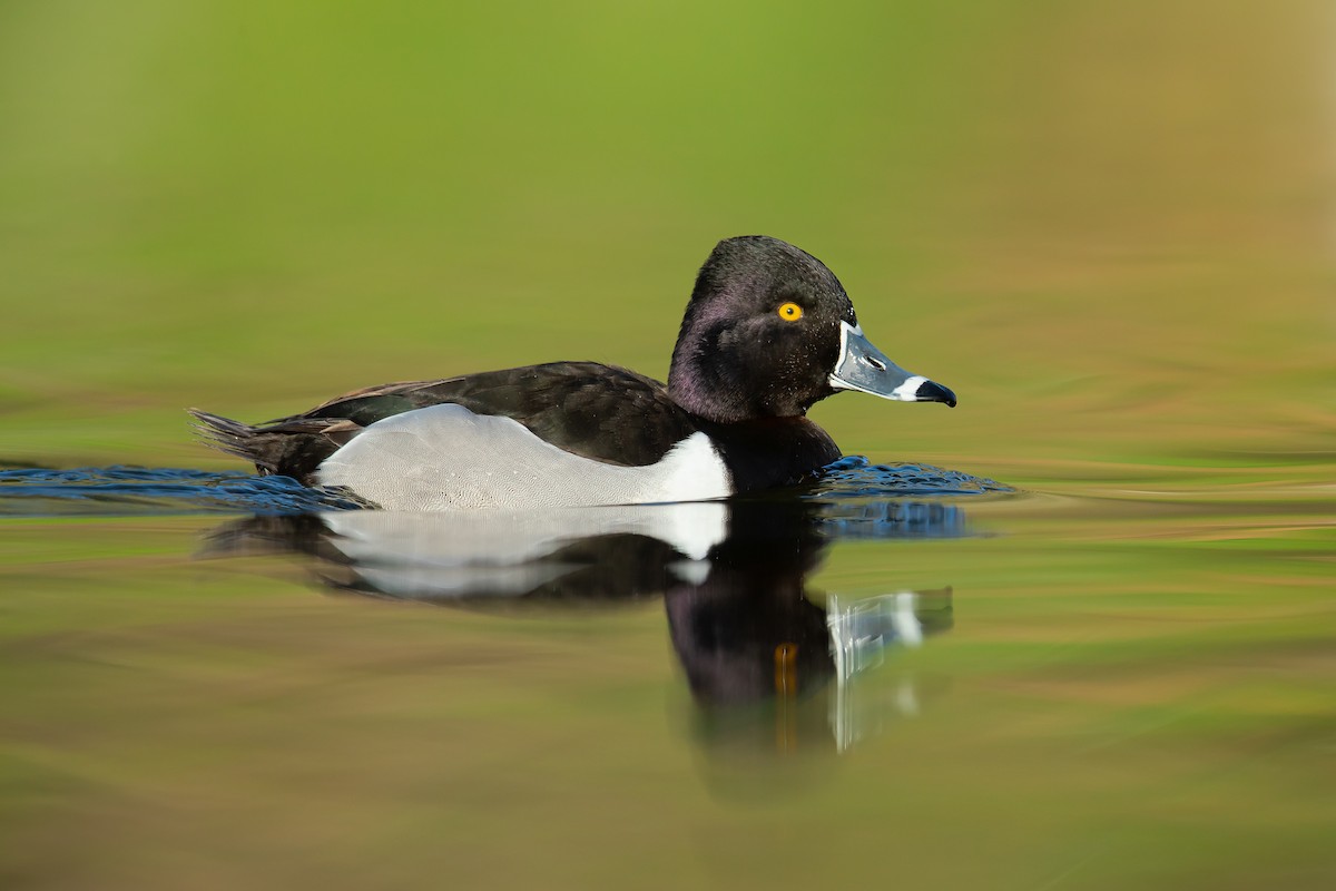 Ring-necked Duck - ML215033981