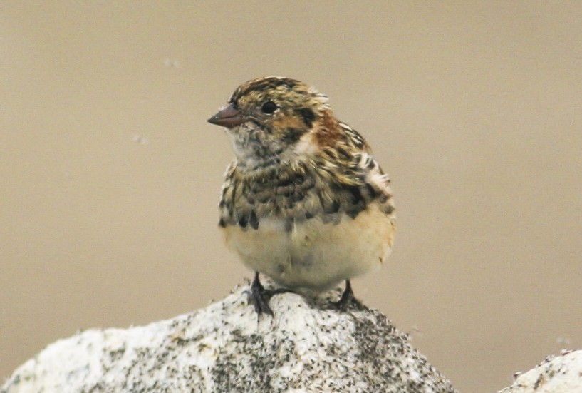 Lapland Longspur - ML21503401