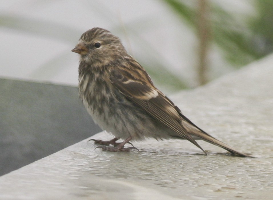 Common Redpoll - ML21503441