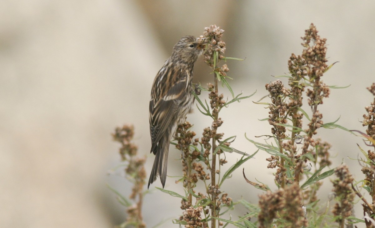 Common Redpoll - ML21503451