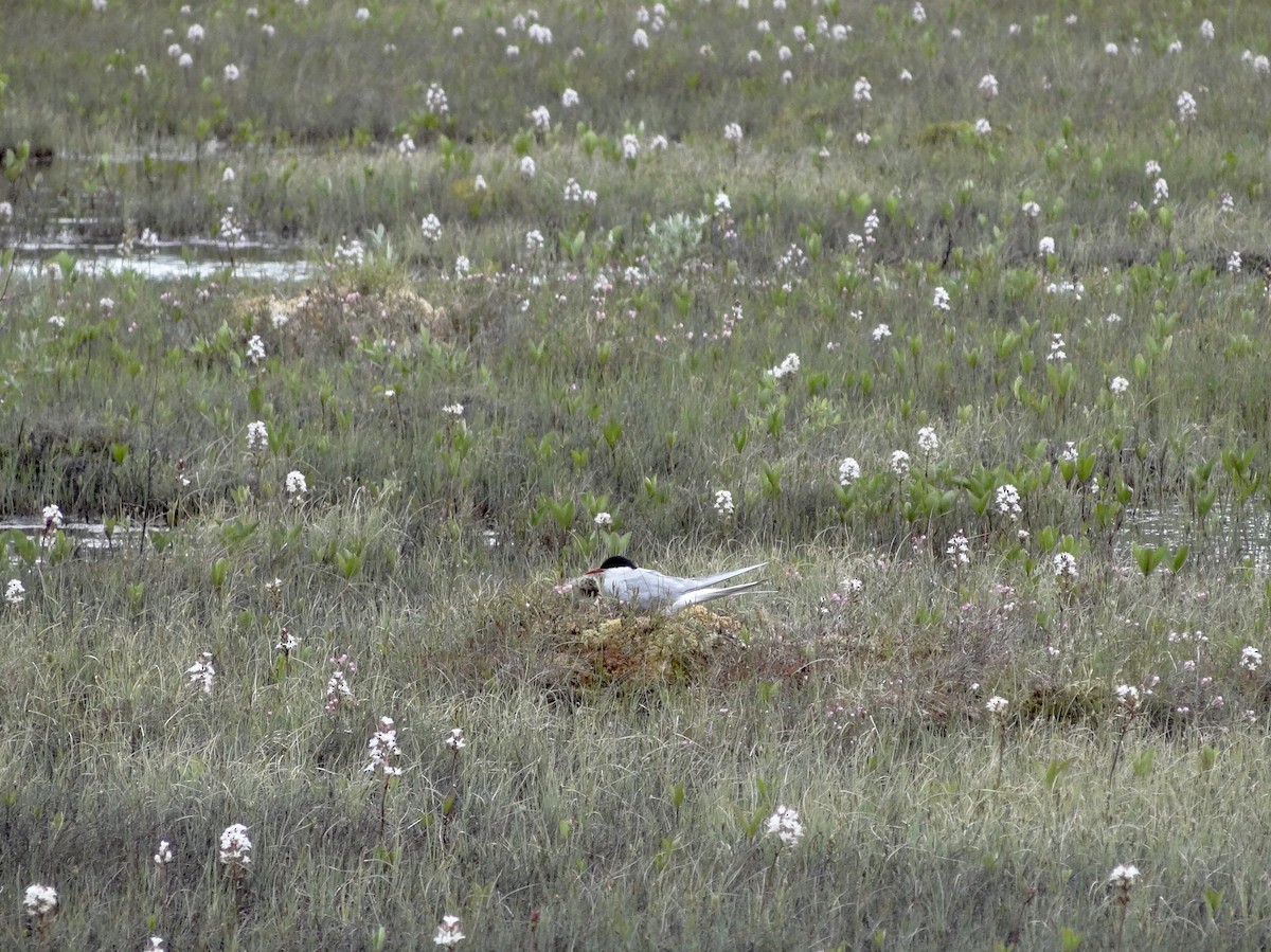 Arctic Tern - ML215034581