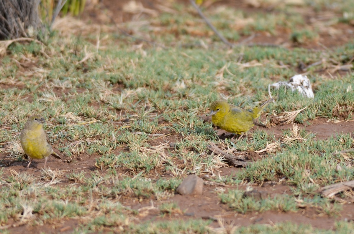Greenish Yellow-Finch - ML215034651