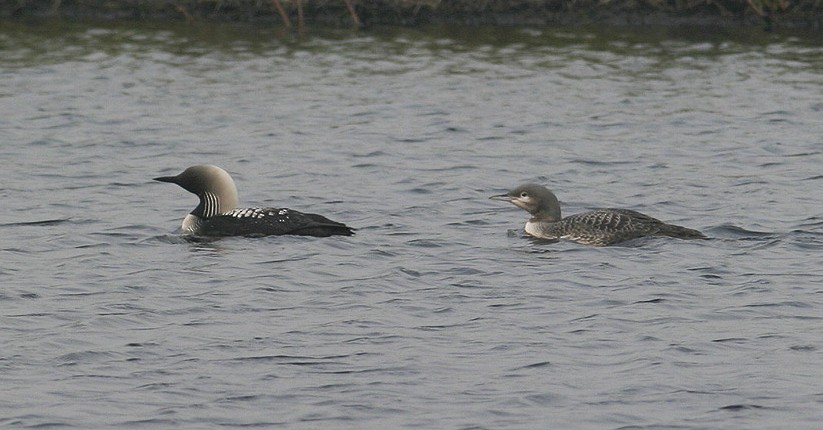 Pacific Loon - ML21503471