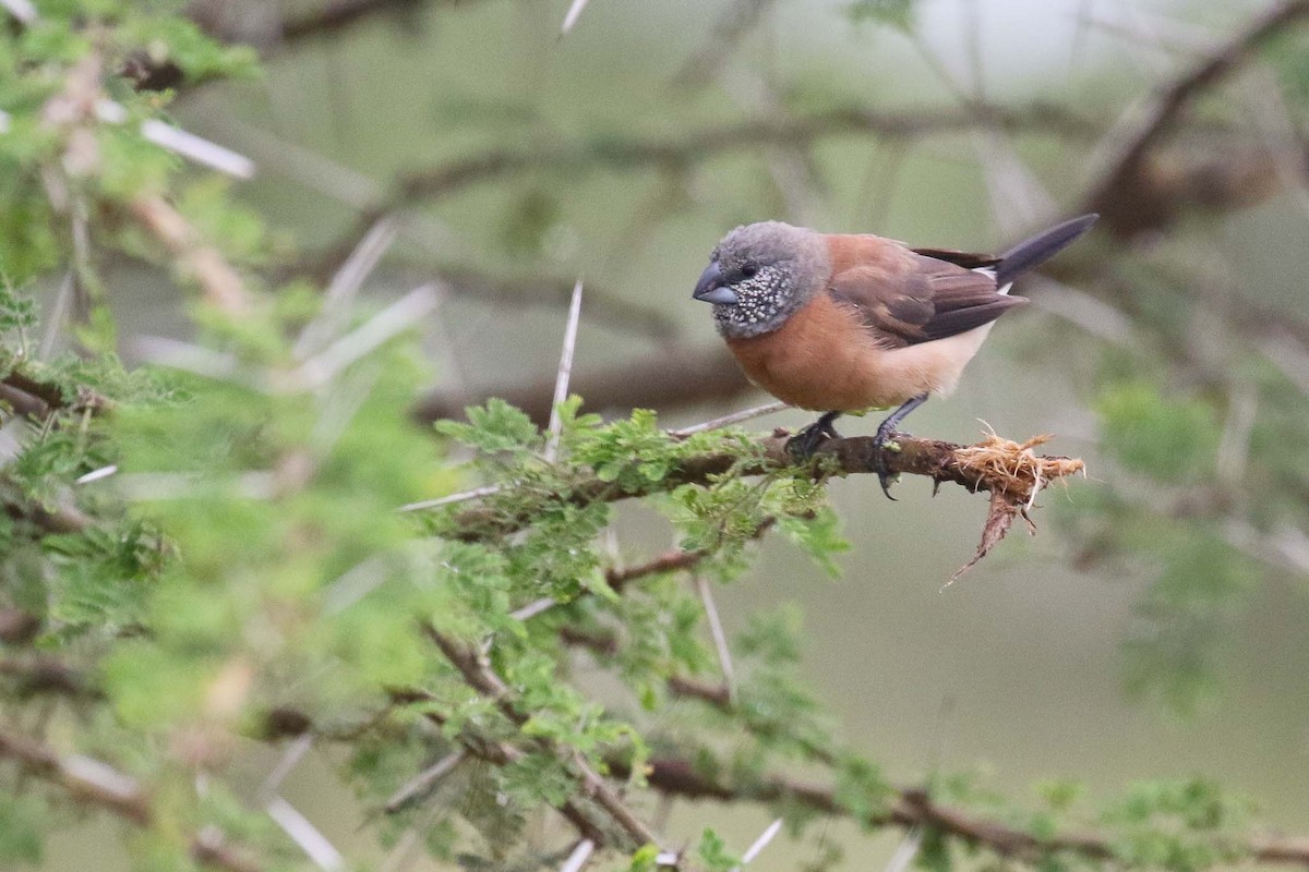 Gray-headed Silverbill - ML215035531
