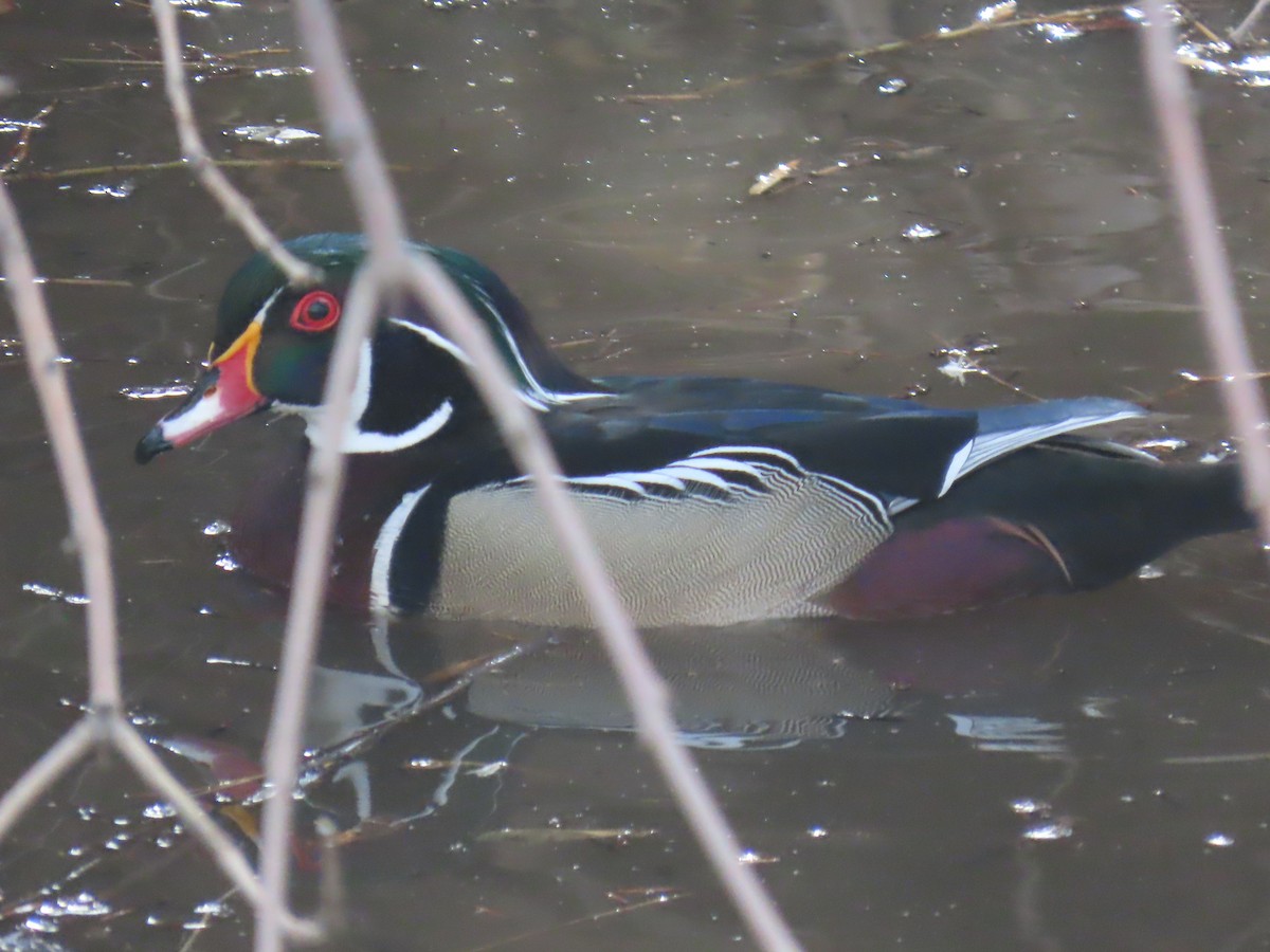 Wood Duck - ML215035731