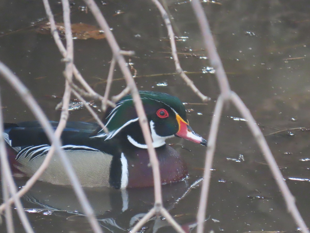 Wood Duck - ML215035801