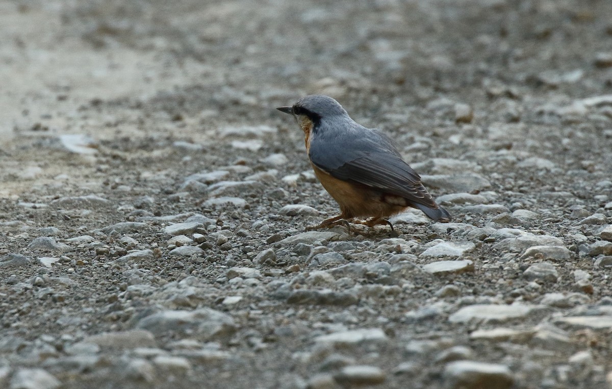 Eurasian Nuthatch - ML215036251