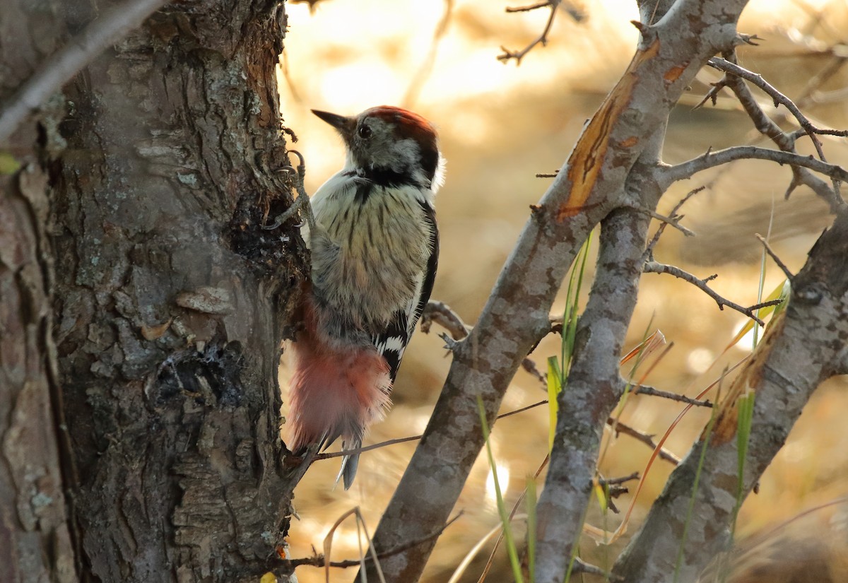 Middle Spotted Woodpecker - ML215036291