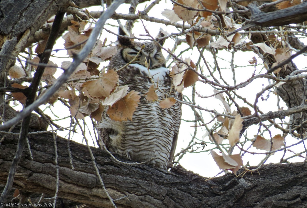 Great Horned Owl - ML215036391