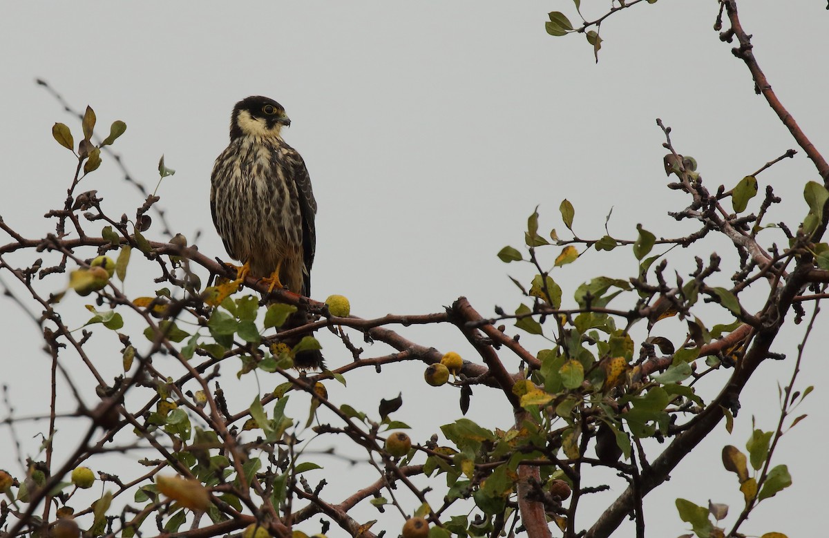 Eurasian Hobby - ML215037491